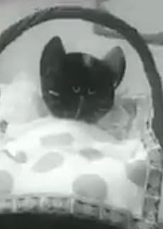 こねこの病気