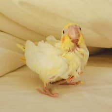 阿天