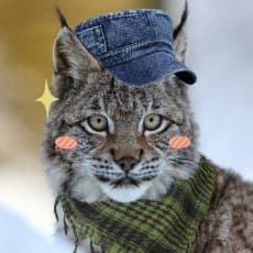MISU山猫